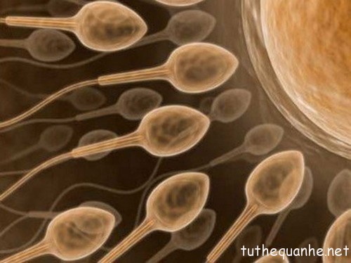 Trứng sống được khoảng 12-24 giờ sau khi rụng trong khi tinh trùng  có thể tồn tại tối đa 7 ngày. (ảnh minh họa)