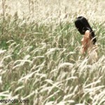 Bộ ảnh nude số 4 của nhiếp ảnh gia Thái Phiên