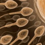 Trứng và tinh trùng sống được bao lâu?